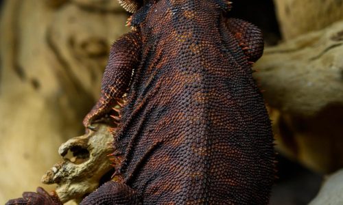 The Fascinating World Of Black Bearded Dragon Care