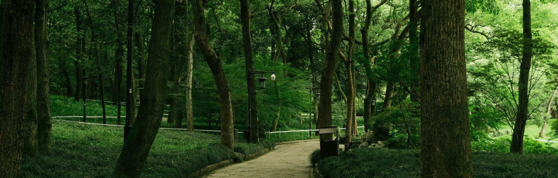 A winding pathway through a lush green forest with tall trees lining the sides