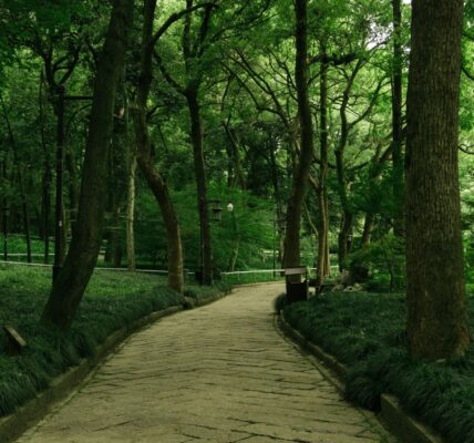 A winding pathway through a lush green forest with tall trees lining the sides
