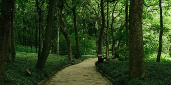 A winding pathway through a lush green forest with tall trees lining the sides
