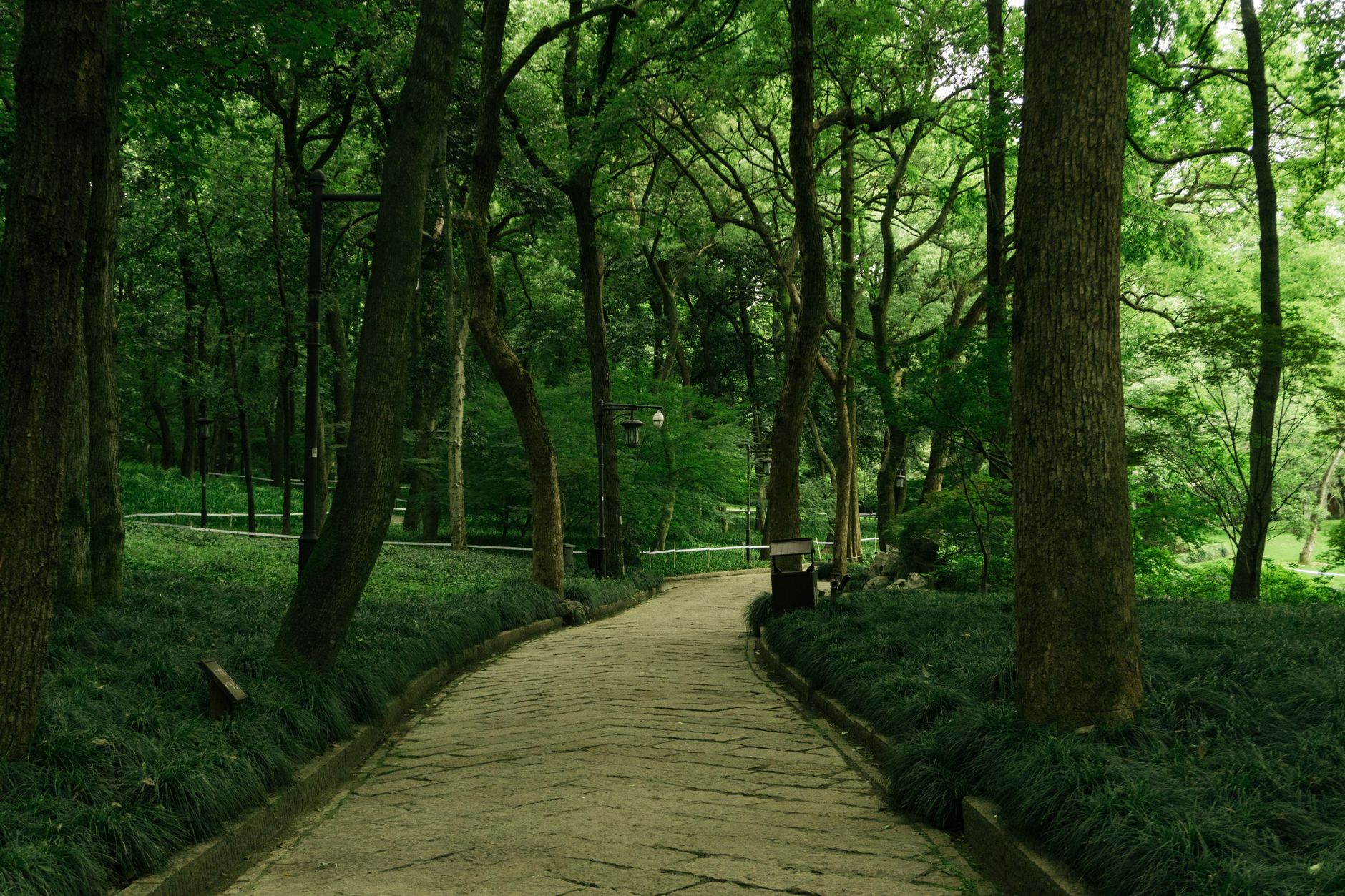A winding pathway through a lush green forest with tall trees lining the sides